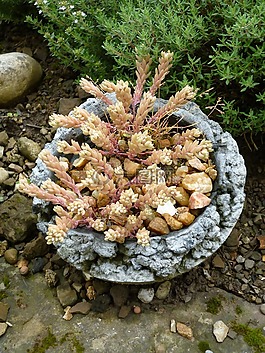 仙人掌,鍋,花盆