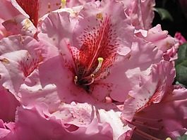 杜鹃花,花,粉红色