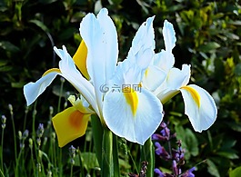 蘭花,花,開花