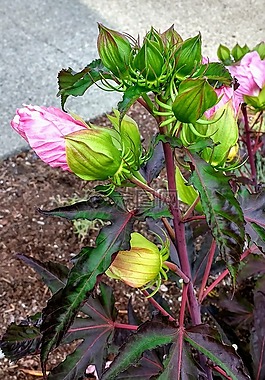 槿,花,植物