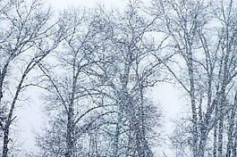 暴雪,雪,雪花