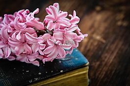 風(fēng)信子,本書,花