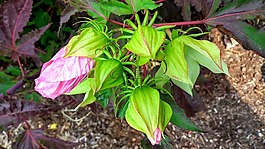 槿,花,植物