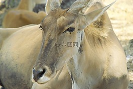 動物,動物園,美麗