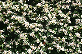 對沖,開花,白