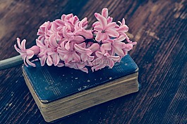 風(fēng)信子,本書,花