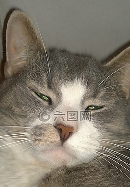 貓,domesticcat,動物