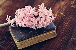 風(fēng)信子,花,鮮花