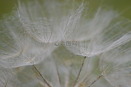 花,夏季花卉,白