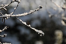雪,枝杈,冬天