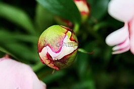 芽,牡丹,玫瑰