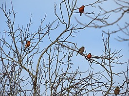 鳴禽,鳥類,然佩爾