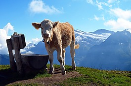 小牛,銀行,高山