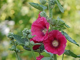廠,開花,花園