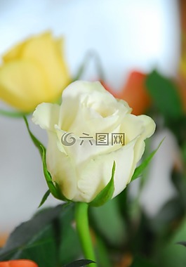 玫瑰,花,奶油