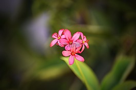 花,植物區(qū)系,自然