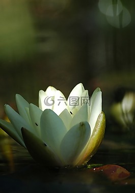 百合,池,水