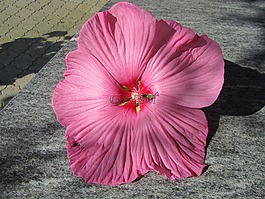 花,粉紅色,性質(zhì)