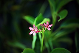花,植物區(qū)系,自然