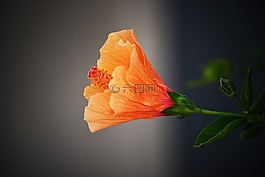 自然,花,植物區(qū)系