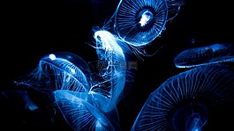 海,格里,黑暗
