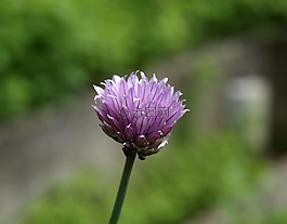 韭菜開花,韭菜,香料