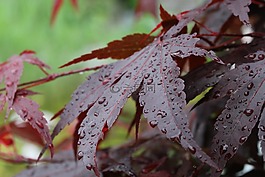 秋季,關(guān)閉,紅色