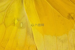 蝴蝶,異國情調,南美洲