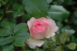豐花,鮮花,粉紅色