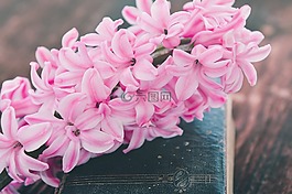 風(fēng)信子,花,鮮花