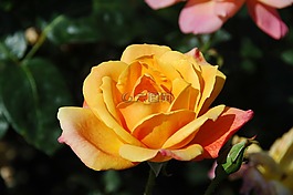 豐花,鮮花,黃色