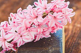 風(fēng)信子,花,鮮花