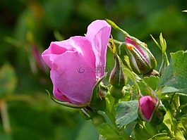 野玫瑰,芽,開花