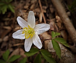 花,春,木材