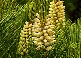 芽,開(kāi)花,松