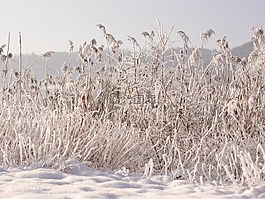 冬天,雪,寒冬