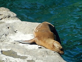 動物,爬行,海獅