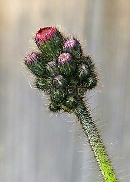 芽,野生花卉,植物