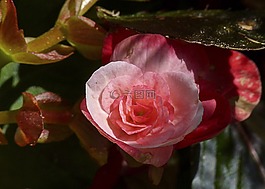 begonie,花園,花