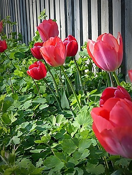 郁金香,花,植物