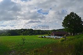 農(nóng)場,景觀,樹