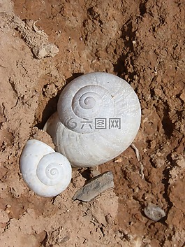 蝸牛,外殼,螺旋