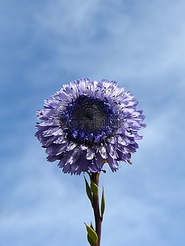 花,丁香,紫色