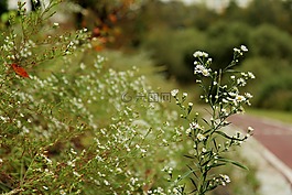 pulkkot,径,夏末