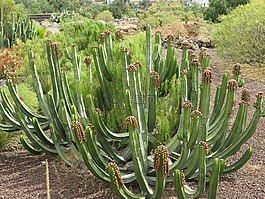 仙人掌,特內(nèi)里費(fèi),加那利群島