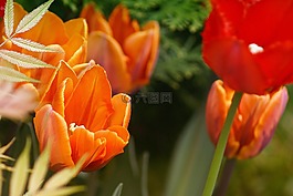 郁金香,鮮花,紅色
