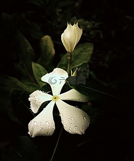 花,白色的花,布盧姆