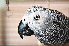 鸚鵡,眼,羽毛