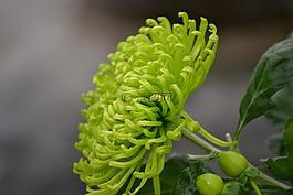 開花,關(guān)閉,綠色