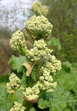 大黃,綠色,植物